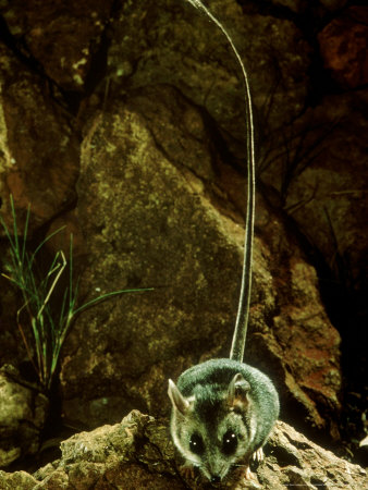 Long-Tailed Dunnart, Gibson Desert, West Australia by Bert And Babs Wells Pricing Limited Edition Print image