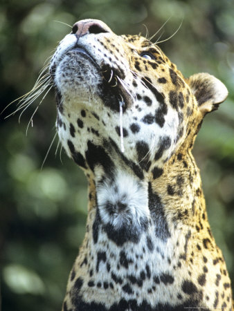 Jaguar, Male Looking At Prey In Tree by Nick Gordon Pricing Limited Edition Print image