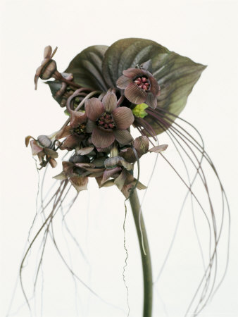 Tacca Chantrieri Against White Background by Linda Burgess Pricing Limited Edition Print image