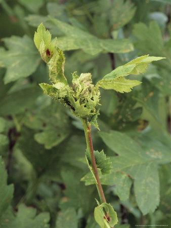 Gall Of Hawthorn Button Top Midge, Dasineura Crataegi by Geoff Kidd Pricing Limited Edition Print image