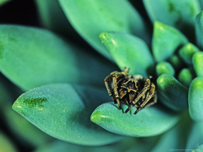 Velvet Spider, Adult Male On Plant, Tunisia by Emanuele Biggi Pricing Limited Edition Print image