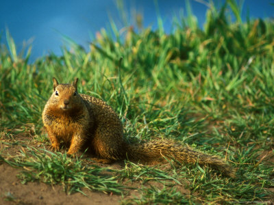 California Ground Squirrel, Looking, Usa by David Boag Pricing Limited Edition Print image