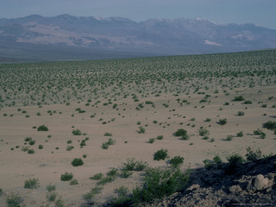 Creosote Bushes, California by Waina Cheng Pricing Limited Edition Print image