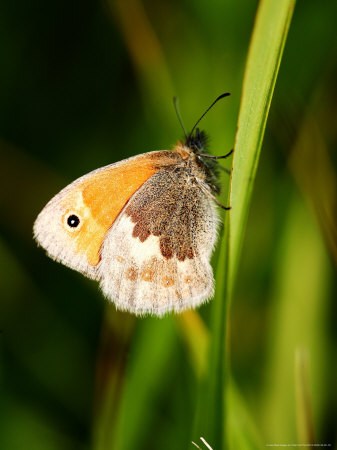 Small Heath Butterfly, Resting On Grass, Uk by Philip Tull Pricing Limited Edition Print image