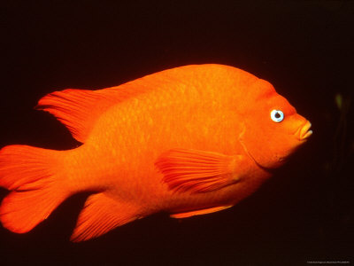 Close-Up Of A Garibaldi Fish by Wayne Brown Pricing Limited Edition Print image