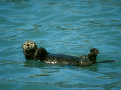 Sea Otter, Resting In Sea, Alaska by David Boag Pricing Limited Edition Print image