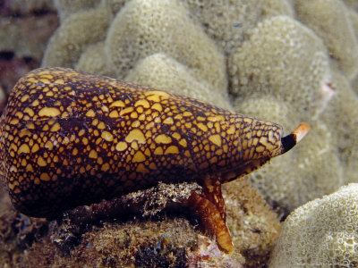 Pennaceus Cone, Hawaii by David B. Fleetham Pricing Limited Edition Print image