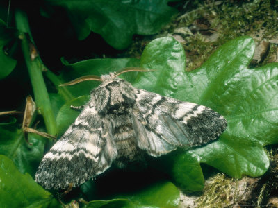 Lunar Marbled Brown, Imago, Buck Gates, Nottinghamshire, Uk by David Fox Pricing Limited Edition Print image