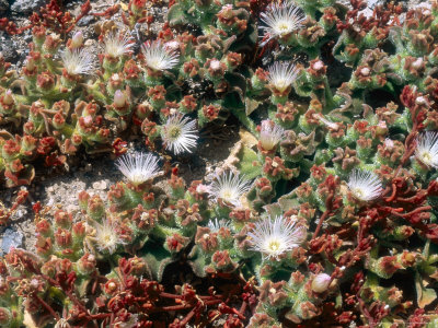 Ice Plant In Foothills, Fuerteventura, Canary Isles by David Fox Pricing Limited Edition Print image