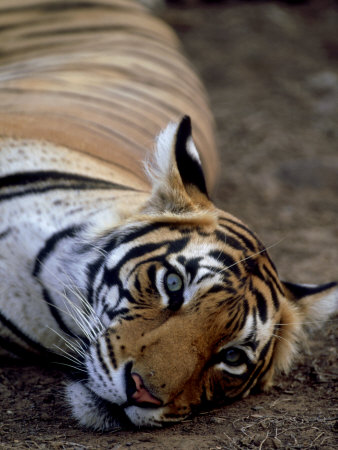 Bengal Tiger, Resting, India by Patricio Robles Gil Pricing Limited Edition Print image