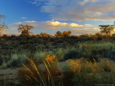 Desert Scene Near Bitterpan Camp, Northern Cape, South Africa by Roger De La Harpe Pricing Limited Edition Print image