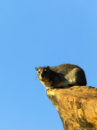 Yellow-Spotted Rock Dassie, Mashatu Game Reserve, Botswana by Roger De La Harpe Pricing Limited Edition Print image