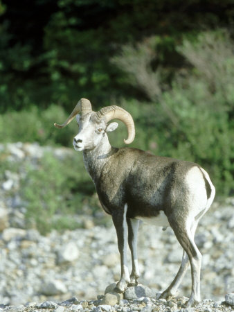 Stone Sheep, Standing, Canada by Patricio Robles Gil Pricing Limited Edition Print image