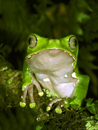 Giant Monkey Frog by Brian Kenney Pricing Limited Edition Print image