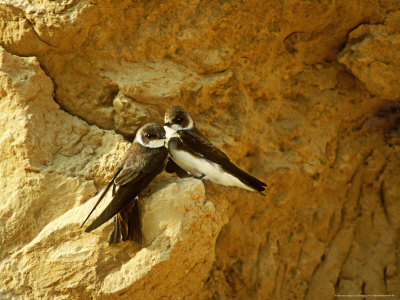 Bank Swallows, Pair Outside Nest Burrow, Minnesota by David Boag Pricing Limited Edition Print image