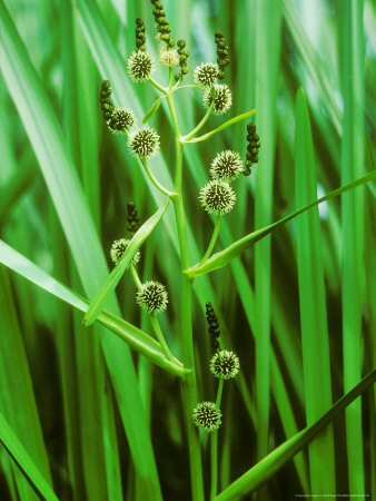 Bur-Reed, Spring by David Boag Pricing Limited Edition Print image