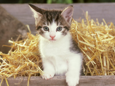 Kitten, Playing In Straw by Alan And Sandy Carey Pricing Limited Edition Print image