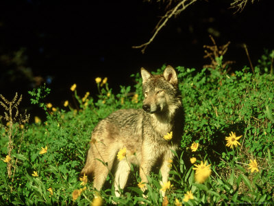 Grey Wolf, Canis Lupus, Montana by Alan And Sandy Carey Pricing Limited Edition Print image