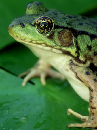 Green Frog, Green Mountains, Usa by Gustav Verderber Pricing Limited Edition Print image