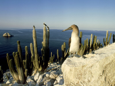 Bluefooted Booby, Adult, San Pedro Martir Islands by Patricio Robles Gil Pricing Limited Edition Print image