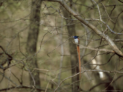Paradise Flycatcher, Perching, India by Patricio Robles Gil Pricing Limited Edition Print image