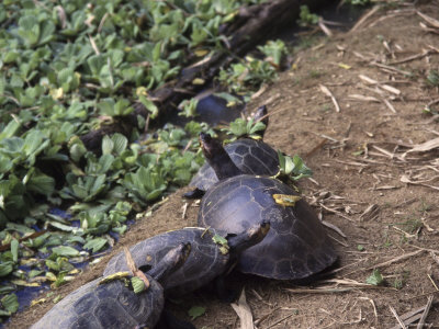 Turtles, Amazon River, Peru by Jeff Randall Pricing Limited Edition Print image