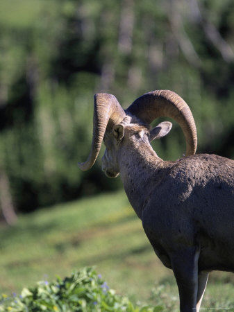 Rocky Mountain Bighorn Sheep, Montana by Donald Higgs Pricing Limited Edition Print image