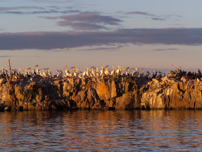 Lake Scenes, Birds At Sunset by Keith Levit Pricing Limited Edition Print image