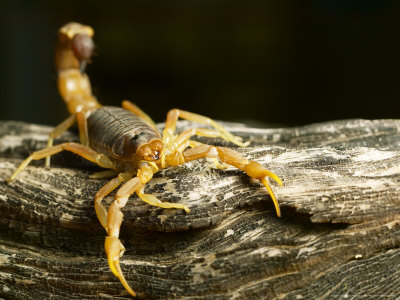 Cape Thick-Tailed Scorpion, Northern Tuli Game Reserve, Botswana by Roger De La Harpe Pricing Limited Edition Print image