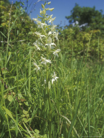 Greater Butterfly Orchid by David Boag Pricing Limited Edition Print image