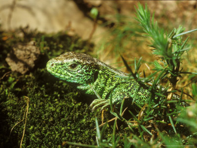 Sand Lizards, Head Of Male by David Boag Pricing Limited Edition Print image