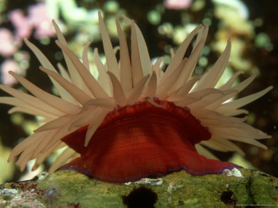 Beadlet Anemone, W.Scotland by Sue Scott Pricing Limited Edition Print image