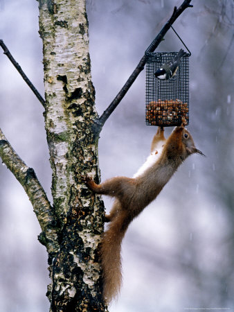 Red Squirrel On Garden Nut Feeder, Scotland by David Tipling Pricing Limited Edition Print image