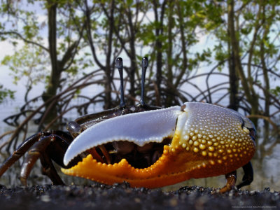 Fiddler Crab, Indonesia by David B. Fleetham Pricing Limited Edition Print image
