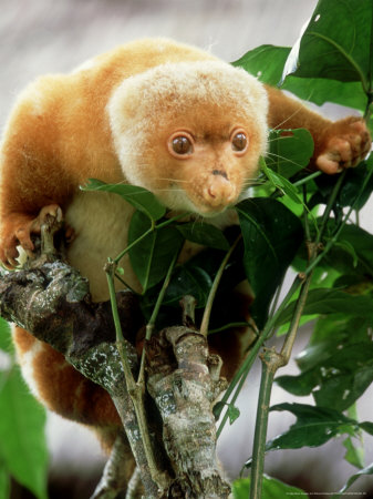 Common Spotted Cuscus, Single, Papua New Guinea by Patricio Robles Gil Pricing Limited Edition Print image