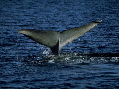 Blue Whale, Flukes, Gulf Of California by Patricio Robles Gil Pricing Limited Edition Print image