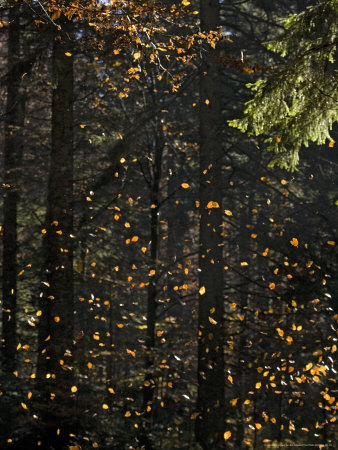 Fagus Sylvaticus, Falling Autumn Beech Leaves by Bob Gibbons Pricing Limited Edition Print image