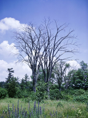 Ulmus Americana (White Elm) Affected By Dutch Elm Disease Canada by Robert Estall Pricing Limited Edition Print image