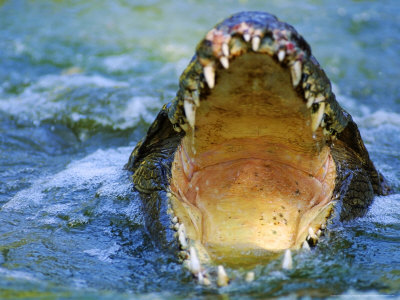Nile Crocodile, Greater St. Lucia Wetland Park, South Africa by Roger De La Harpe Pricing Limited Edition Print image