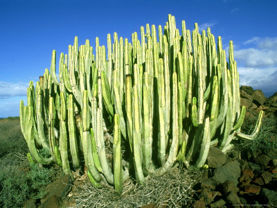 Euphorbia Canariensis, Canary Islands by C. W. Helliwell Pricing Limited Edition Print image