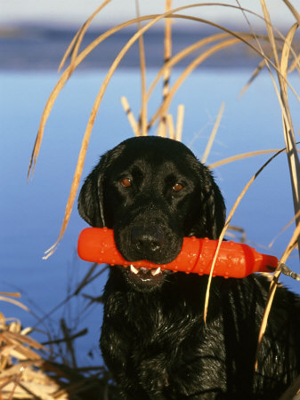Black Labrador With Retrieving Bumper, Montana by Alan And Sandy Carey Pricing Limited Edition Print image