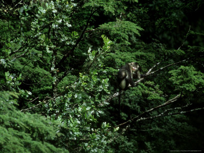 Yunnan Golden Monkey In Tree, China by Patricio Robles Gil Pricing Limited Edition Print image