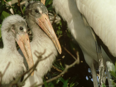 Wood Stork, Nestlings, Florida by Brian Kenney Pricing Limited Edition Print image
