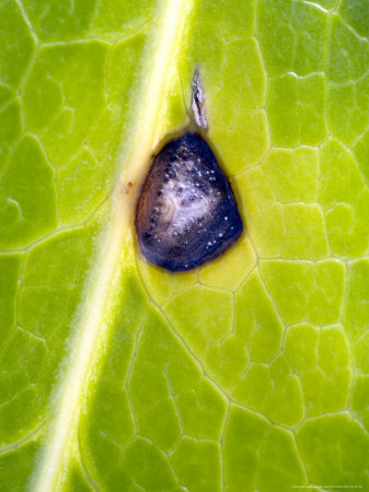 False Castor Oil Plant, With Fungal Leaf Spot by Kidd Geoff Pricing Limited Edition Print image