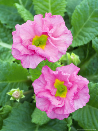 Primula Pretty Girls, Polyanthus Group by Geoff Kidd Pricing Limited Edition Print image