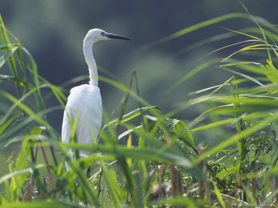 Little Egret by Stevan Stefanovic Pricing Limited Edition Print image