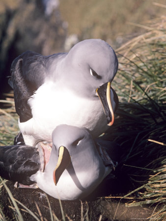 Grey Headed Albatross, Courtship, South Georgia by Ben Osborne Pricing Limited Edition Print image