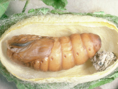 Silk Moth, Cocoon Sectioned To Show Pupa With Hardened Skin by Oxford Scientific Pricing Limited Edition Print image