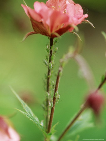 Greenfly On Potentilla Nepalensis Miss Wilmott by David Murray Pricing Limited Edition Print image