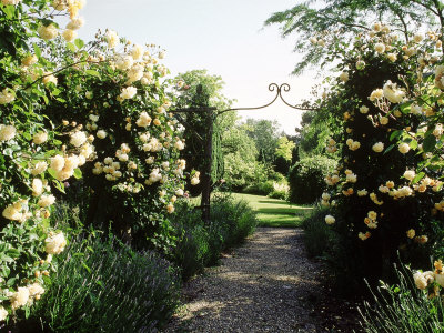 Metal Arch, At End Of Gravel Path Lined With Rosa Buff Beauty by Sunniva Harte Pricing Limited Edition Print image